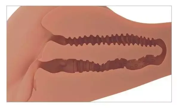 PDX Plus 360° Banger Light - Torso-Masturbator mit realistischen Lustkanälen Tan PDX Plus 360° Banger Light - Torso-Masturbator mit realistischen Lustkanälen Tan – F